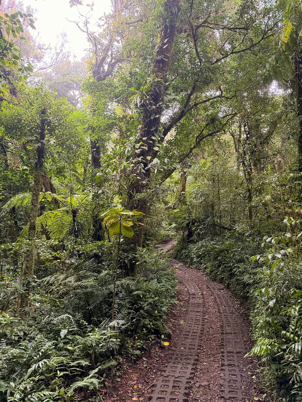 El bosque nuboso
