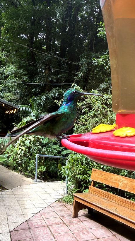 Colibrí, a un metro