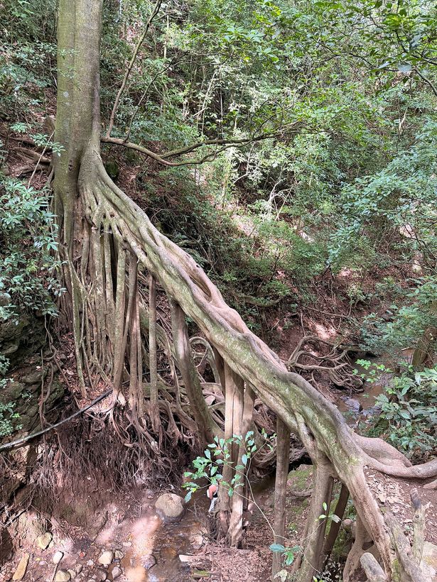 Las raíces del ficus