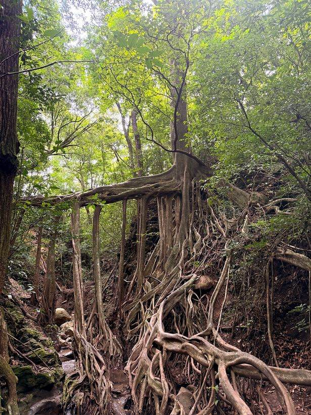 Las raíces del ficus, de cerca