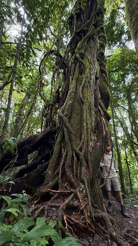 El árbol que se sostiene solo