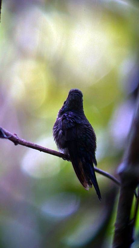 Un colibrí quieto, que es lo raro