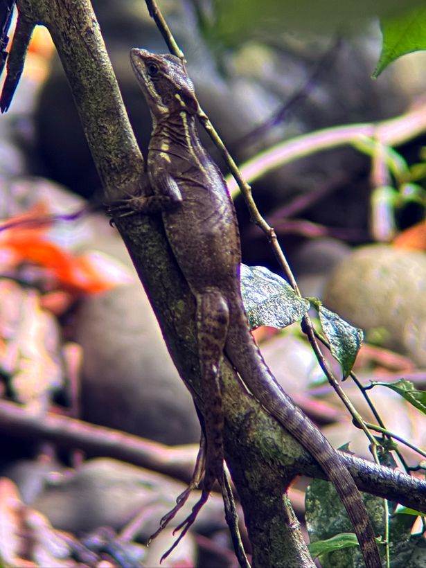 Iguana al sol