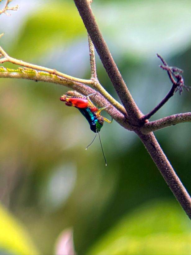 El bicho más elegante del bosque
