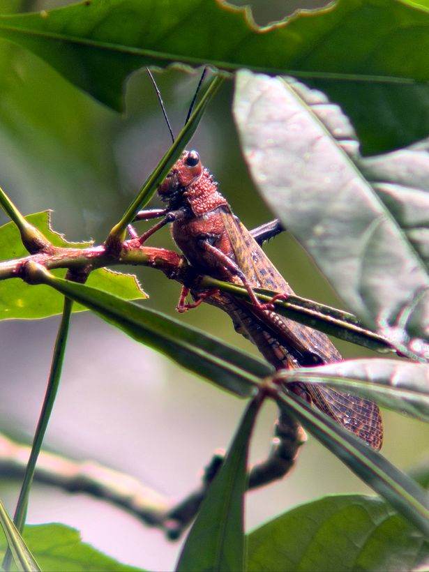 Saltamontes, camuflado hasta que se mueve