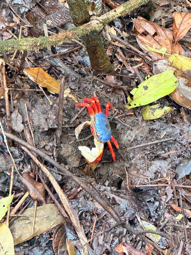 Cangrejo azul, patas rojas