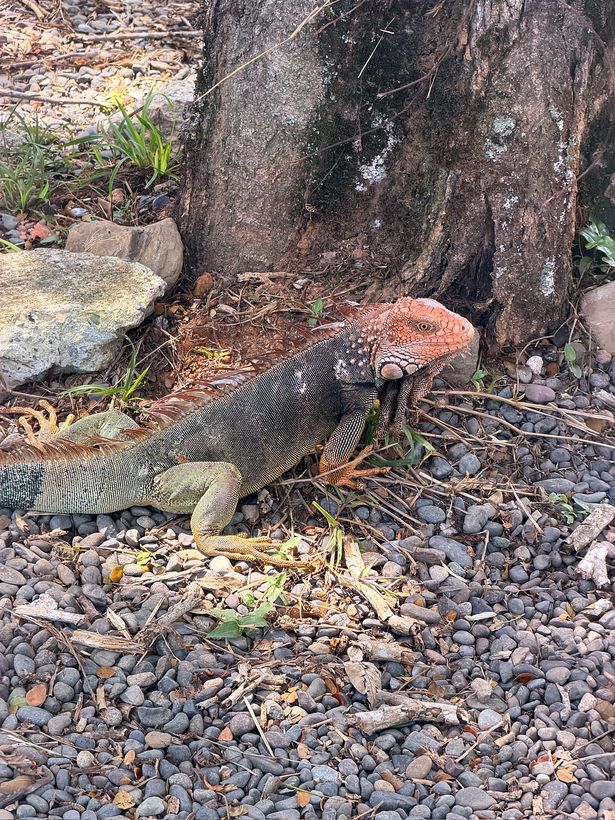 Una iguana naranja al costado del camino