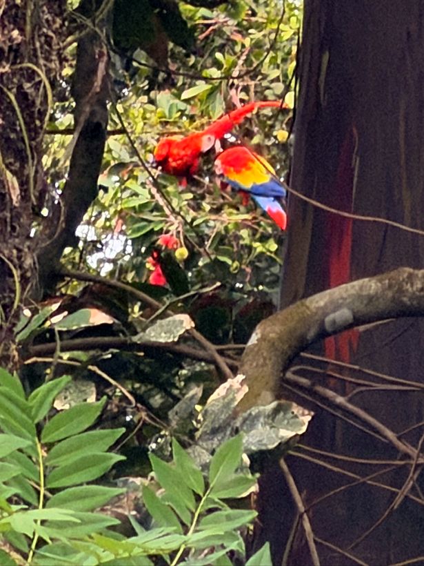 Un guacamayo rojo, antes de que caiga el sol