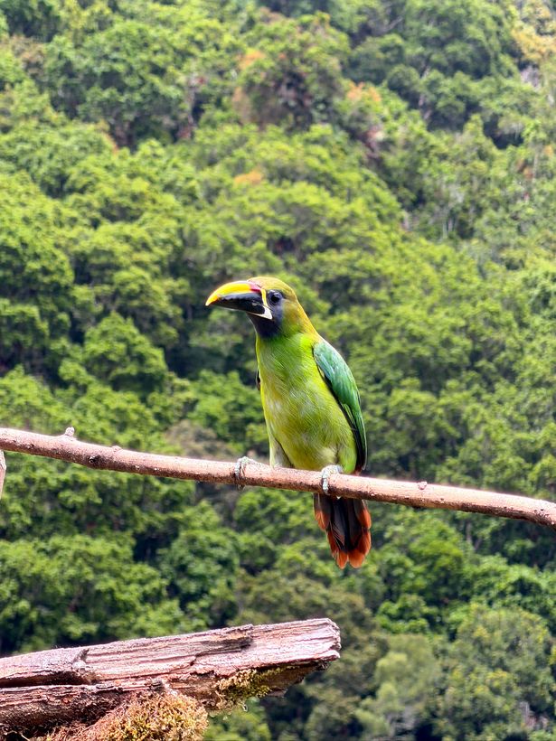 De perfil, con todo el bosque atrás