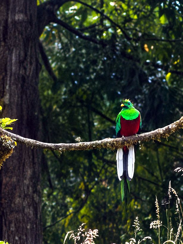 El quetzal macho, con la cola de tres años