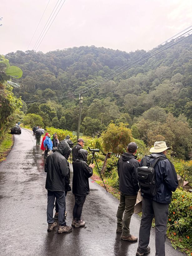 Todos mirando para el mismo árbol, bajo la llovizna
