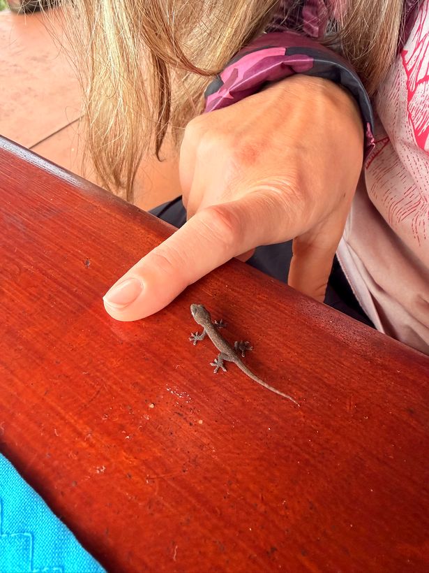 Un geco chiquito que vino a la mesa