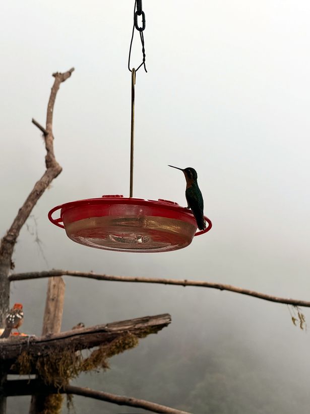 Un colibrí, suspendido sobre la niebla