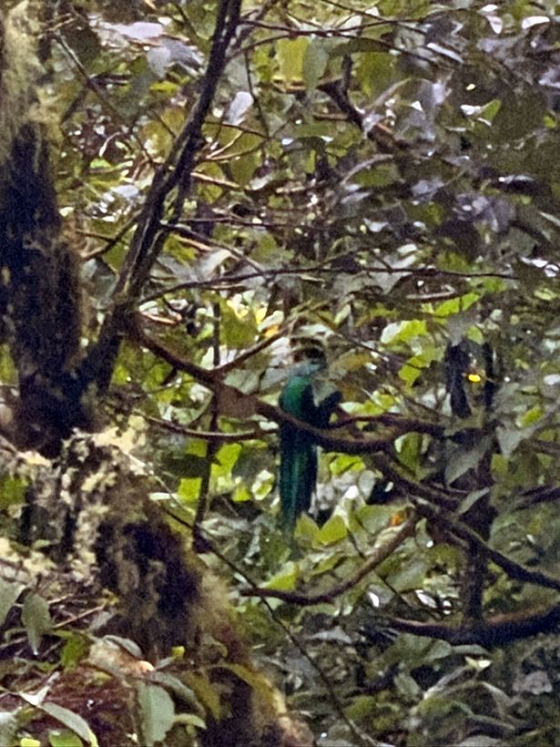 El quetzal otra vez, metido en el verde